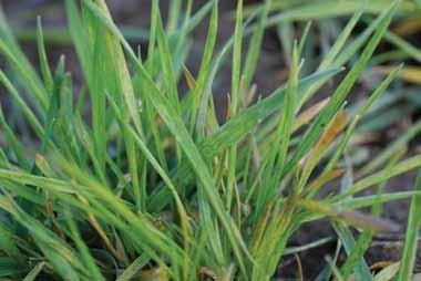 The incidence of wheat soilborne mosaic is often greater in low areas of a field, where moist