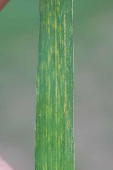 Disease affecting leaves Wheat spindle streak mosaic Wheat spindle streak mosaic causes a yellow discoloration to