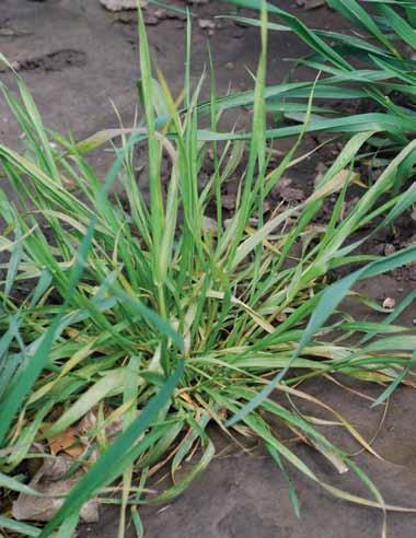 Leaves of infected plants have long, yellow streaks that are slightly wider in the middle than at their ends.