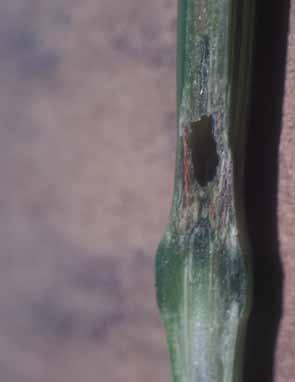 Diseases affecting lower stem and roots Cephalosporium stripe Plants infected with Cephalosporium