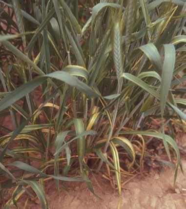 Cephalosporium stripe also can cause areas of stunted, irregular growth within a field.