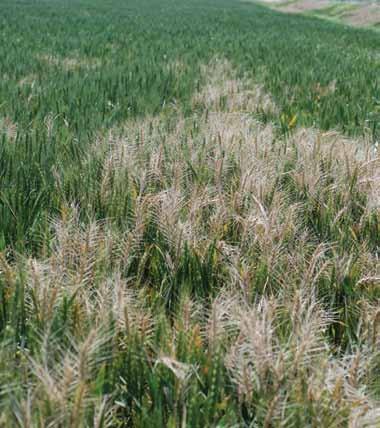 During advanced stages of the disease, the Fusarium fungus often produces a pink, cottony growth