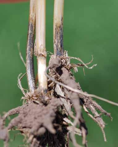 Take-all This fungal disease causes wheat to die prematurely, resulting in
