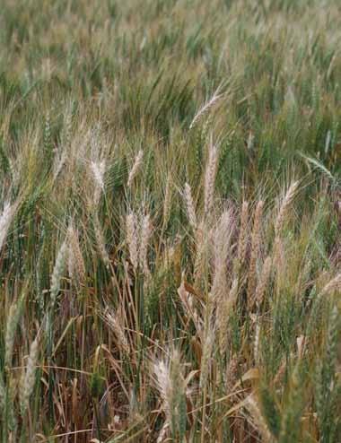 Frequently, the disease is most severe in wet areas of a field and near