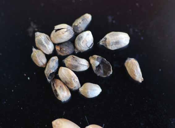 The outer layers of diseased kernels remain intact initially but are easily broken during grain harvest, releasing masses of black, powdery