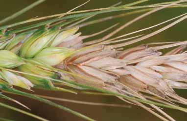 Some diseased spikelets may have a dark brown discoloration at the base and an orange
