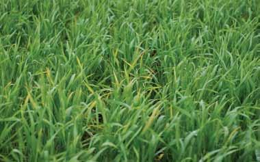 Barley yellow dwarf This viral disease causes wheat leaves to have a