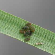 activity of aphids, which spread barley yellow dwarf virus.