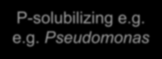 g. Azosporillum P-solubilizing e.g. e.g. Pseudomonas