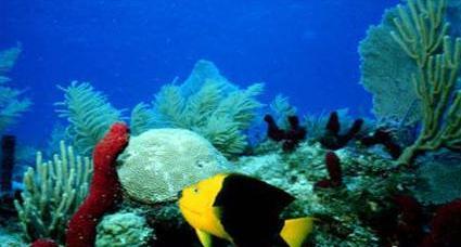 Kiss that coral reef goodbye A study in 2000 estimated that 27% of all coral reefs were effectively lost A total of 58% may be lost by 2030 if action