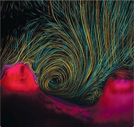 The waving cilia of coral polyps create
