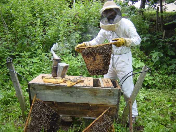 Traditional Beekeeping: