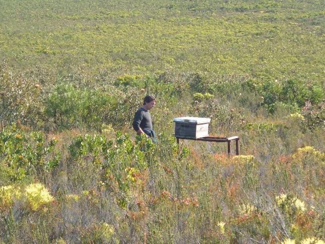 grow beekeeping in Africa by
