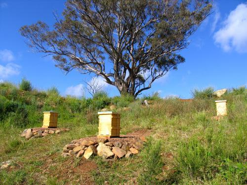 Traditional Beekeeping: Advantages Lower level of