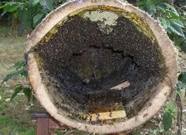 Traditional Beekeeping: