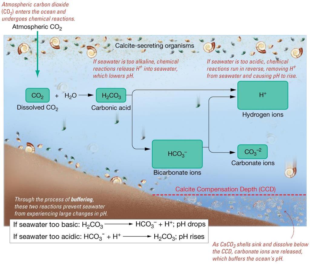Carbonate Buffering System Buffering keeps the ocean from becoming too acidic or too basic.