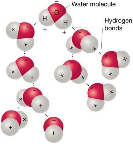 Water molecules - Hydrogen Bonding Polarity means small negative charge at O end Small positive charge at H end Attraction between positive and negative ends of water molecules to each other or other