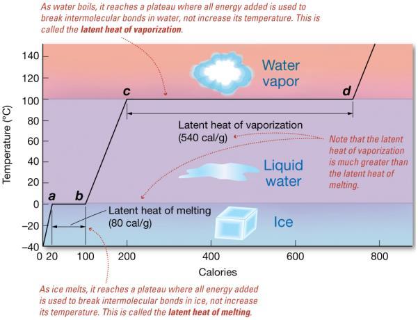 Latent ( hidden ) Heat Water has high latent heats Heat absorbed or released during change of state Water s latent heat related to its high heat capacity Latent Heat Latent Heat of Melting Energy