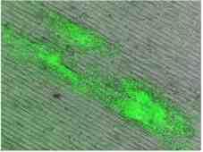 mouse fibroblasts. a, Quantification of GFP + colonies (n=4).
