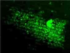 c, Phase contrast and fluorescence micrograph of GFP +