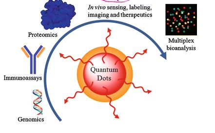 6 Quantum dots have optical and electrical properties currently applied in biomedical imaging and electronics industries.
