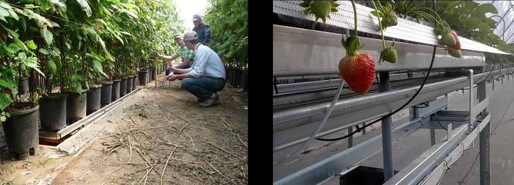 Fruit Optimizer Uses change in plant weight to determine when the crop needs