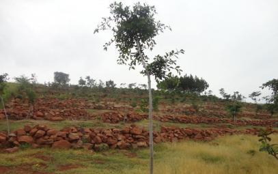 Stone lines Uganda - Ennyiriri z'amayinja eziziyiza ettaka okutwalibwa enkuba (Luganda) Stone lines are built along a contour to control soil erosion on a degraded steep slope.