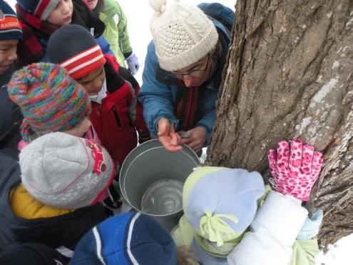 00 MAPLE SUGARING & TREES Grades 1-6 Learn about the structure of trees and their importance in ecosystems. Listen to sap flow, visit the sugar bush to see tapped trees.