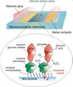 enzyme-modified nanocrystalline diamond electrode.