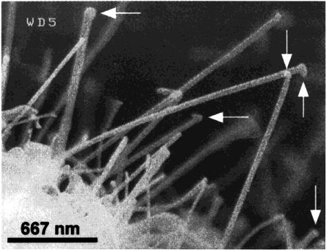 BN-nanotube deposit.