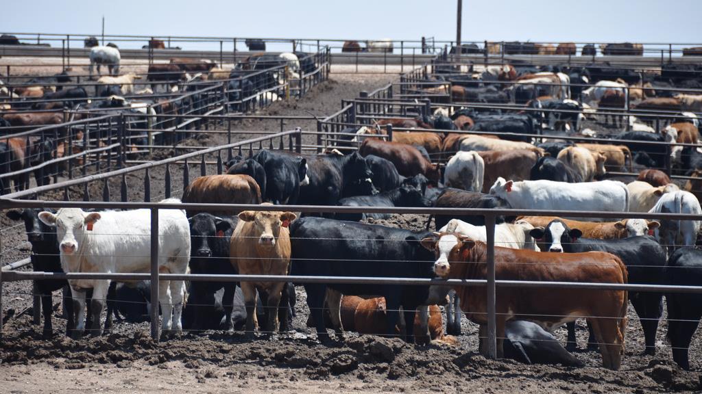 BEEF CATTLE PRODUCTION TYPES OF BEEF CATTLE OPERATIONS Cattle Feeders Feedlot Raises large numbers of animals in a more confined area Animals are fed to a finished market weight