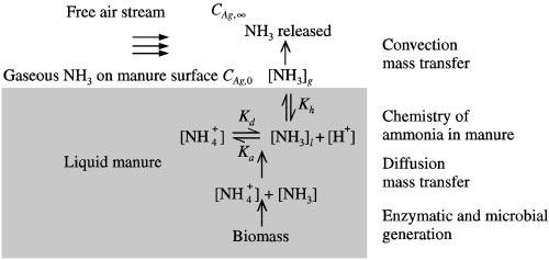 FIG. 2. MECHANISM OF NH3 FORMATION AND CONVECTIVE MASS TRANSFER RELEASE (SOURCE: NI, 1999A).