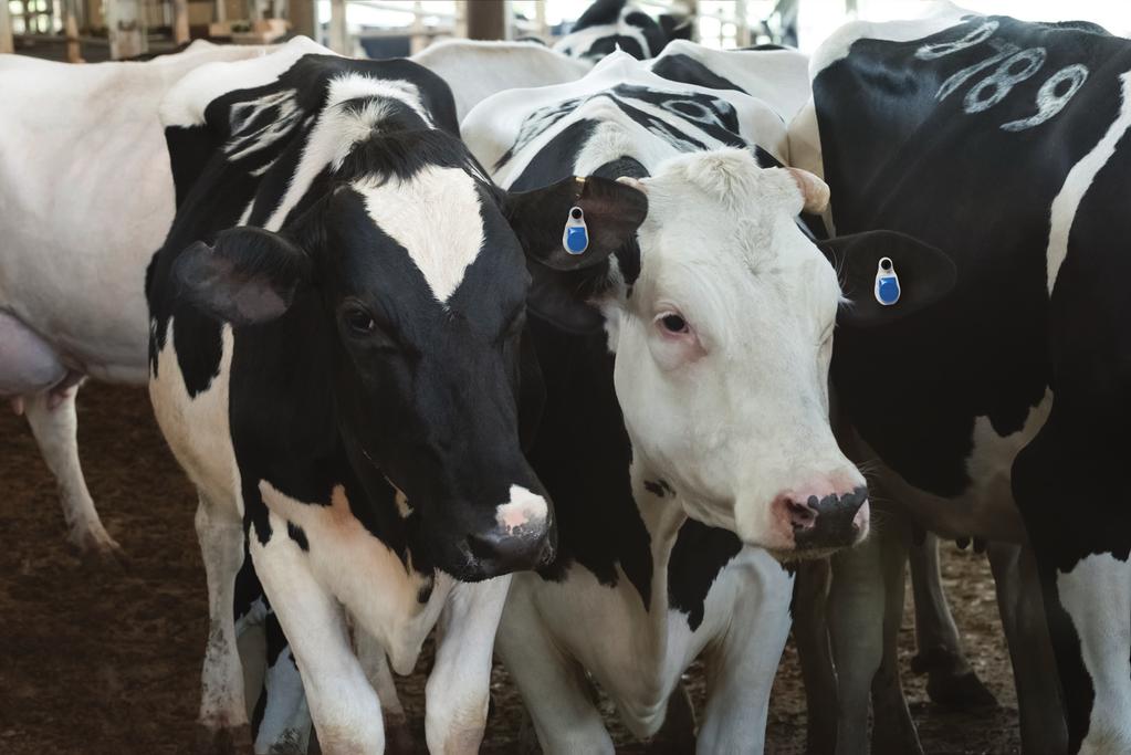 SenseTime TM is a sophisticated, modular cow monitoring solution that delivers actionable information on the reproductive, health, nutritional and wellbeing status of individual cows and groups.