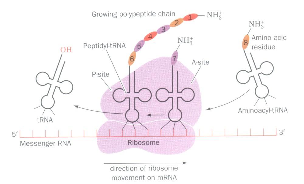 Chapters 31-32: Ribonucleic Acid (RNA) Short segments from the