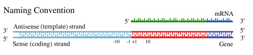 Bacterial RNAP Four distinct steps in transcription (1) Template Binding Binding to DNA template near transcription start site (2) Chain Initiation Start of transcription (3) Chain Elongation 5' 3'
