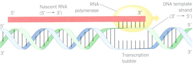 mrna (transcript) Produced by DNA-dependent RNA polymerase Synthesized in a 5' -> 3' direction Complement of DNA template strand mrna transcripts includes the gene,