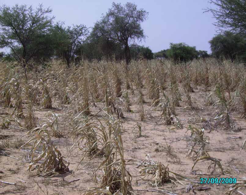 Some facts in 2009 Failed millet