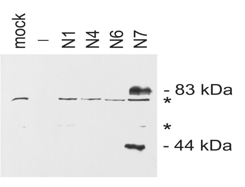 STABLE TRANSFECTION of CELLS Only for