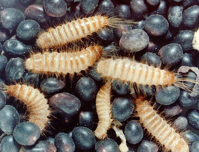 Distinctive long-lived larvae Complete metamorphosis takes 3 months