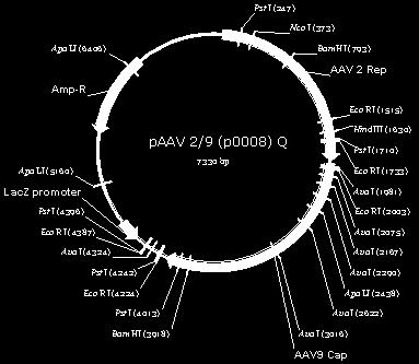Example: paav2/9 trans plasmid Adeno-associated virus (AAV viruses and AAV vectors) These are infectious human viruses with no known disease association.