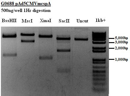 Plasmid Digestion: pacad5cmvmcssv40pa VVC#: G0688 Prep date: Concentration: Expected Fragments: