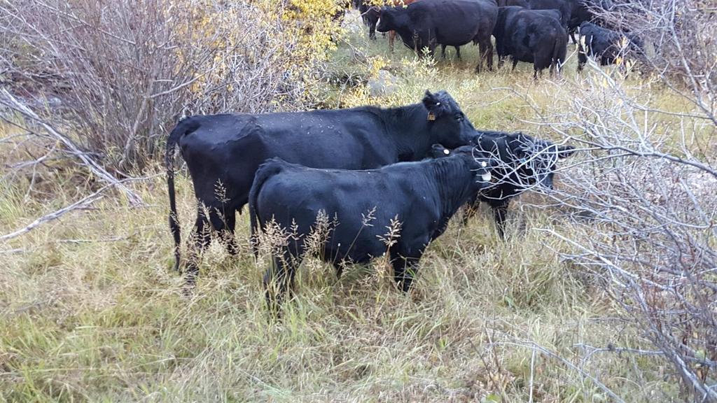 Produces feeder calves that are more profitable than 80% of the hybrids in the nation. 3. Sires calves that calve easier than 98% of the hybrids in the nation. 4.