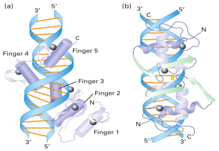 C 2 H 2 zinc-finger protein C 4 zinc-finger C 4 zinc-finger protein (homodimer) molecule 1 molecule 2 C 4 zinc-finger Two other types of DNA-binding domain Leucine-zipper Consensus has a leucine