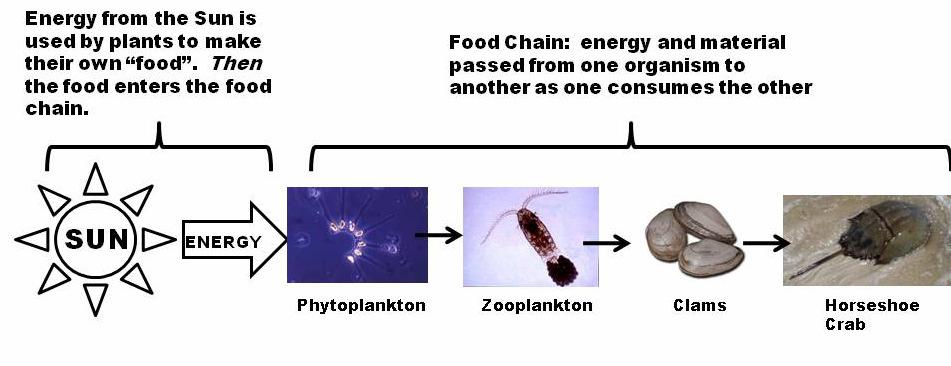 FOOD CHAINS AND FOOD WEBS AS MODELS FOR MATERIAL AND ENERGY MOVEMENT THROUGH ECOSYSTEMS COSYSTEMS: Let s take a second to think about how the organisms in a bay ecosystem get the energy they need.