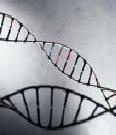 It involves modifying human DNA either to repair it or to replace a faulty gene.