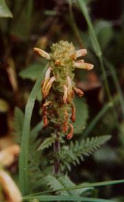 The Saga of the Furbish Lousewort Kate Furbish was a woman who, a century ago, Discovered something growing, and she classified it so That botanists thereafter, in their reference volumes state, That