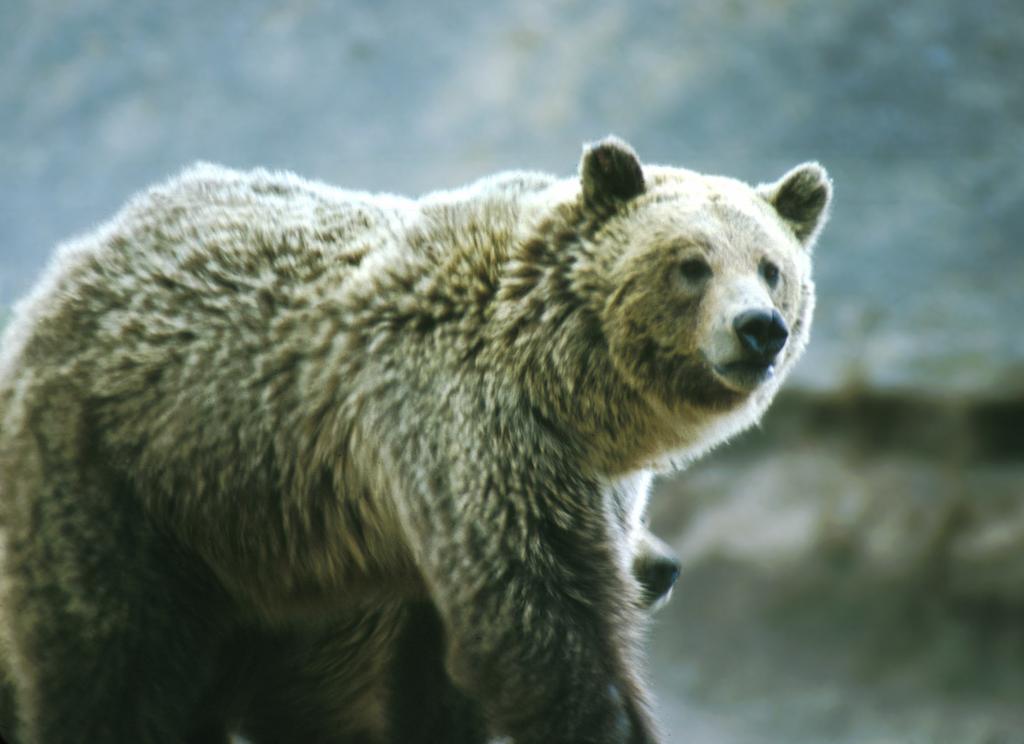 Example: Grizzly bears in