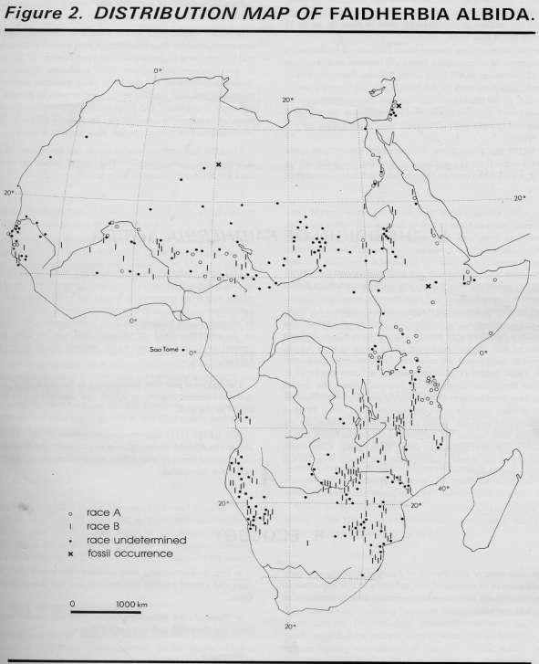 Distribution of Faidherbia albida Widely distributed across a range of soil types with high