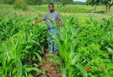 Gliricidia / maize intercropping (3-5 tons)