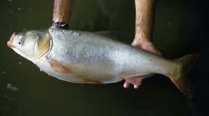 Fish Species and Stocking Details Bighead Carp Silver carp (Hypophthalmichthys molitrix) andbighead carp